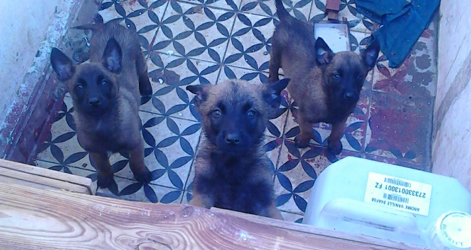 Berger belge malinois