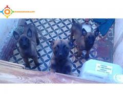 Berger belge malinois