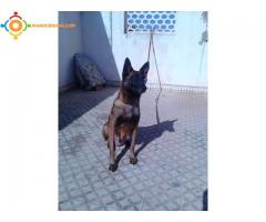 Berger belge malinois