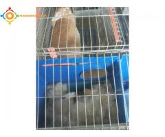 elevages des lapins