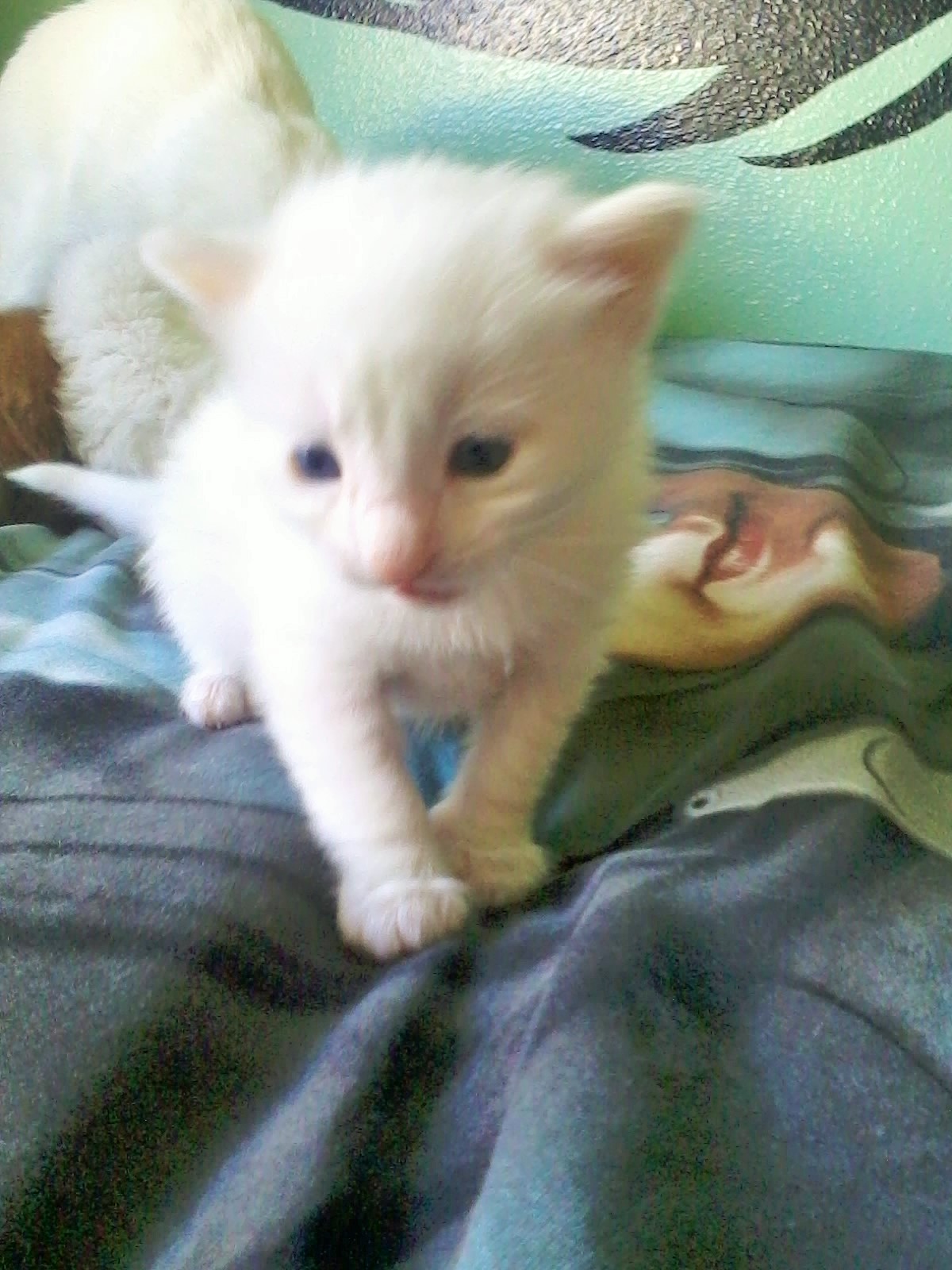 Chaton pure angora turc blanc