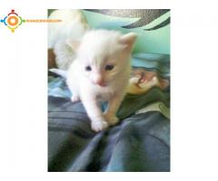 Chaton pure angora turc blanc