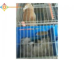 elevages des lapins