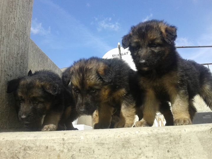 chiots berger à vendre N° 0691640761