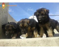 chiots berger à vendre N° 0691640761