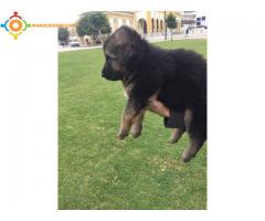 chiots berger à vendre N° 0691640761