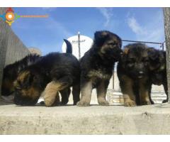 chiots berger à vendre N° 0691640761