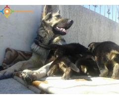 chiots berger à vendre N° 0691640761