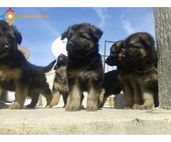 chiots berger à vendre N° 0691640761