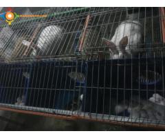 elevages des lapins