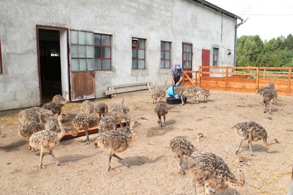 Poussins d'autruche et œufs d'autruche fertiles à vendre