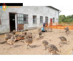 Poussins d'autruche et œufs d'autruche fertiles à vendre