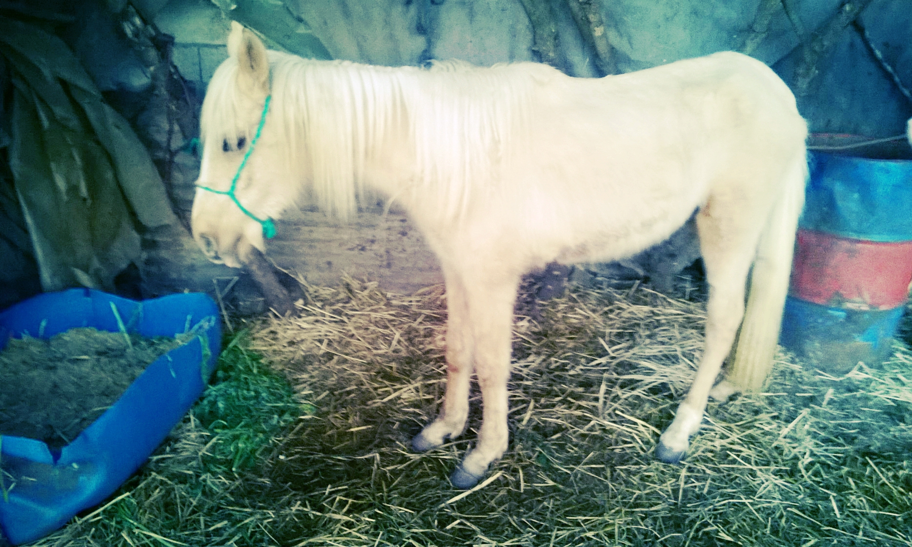 poney