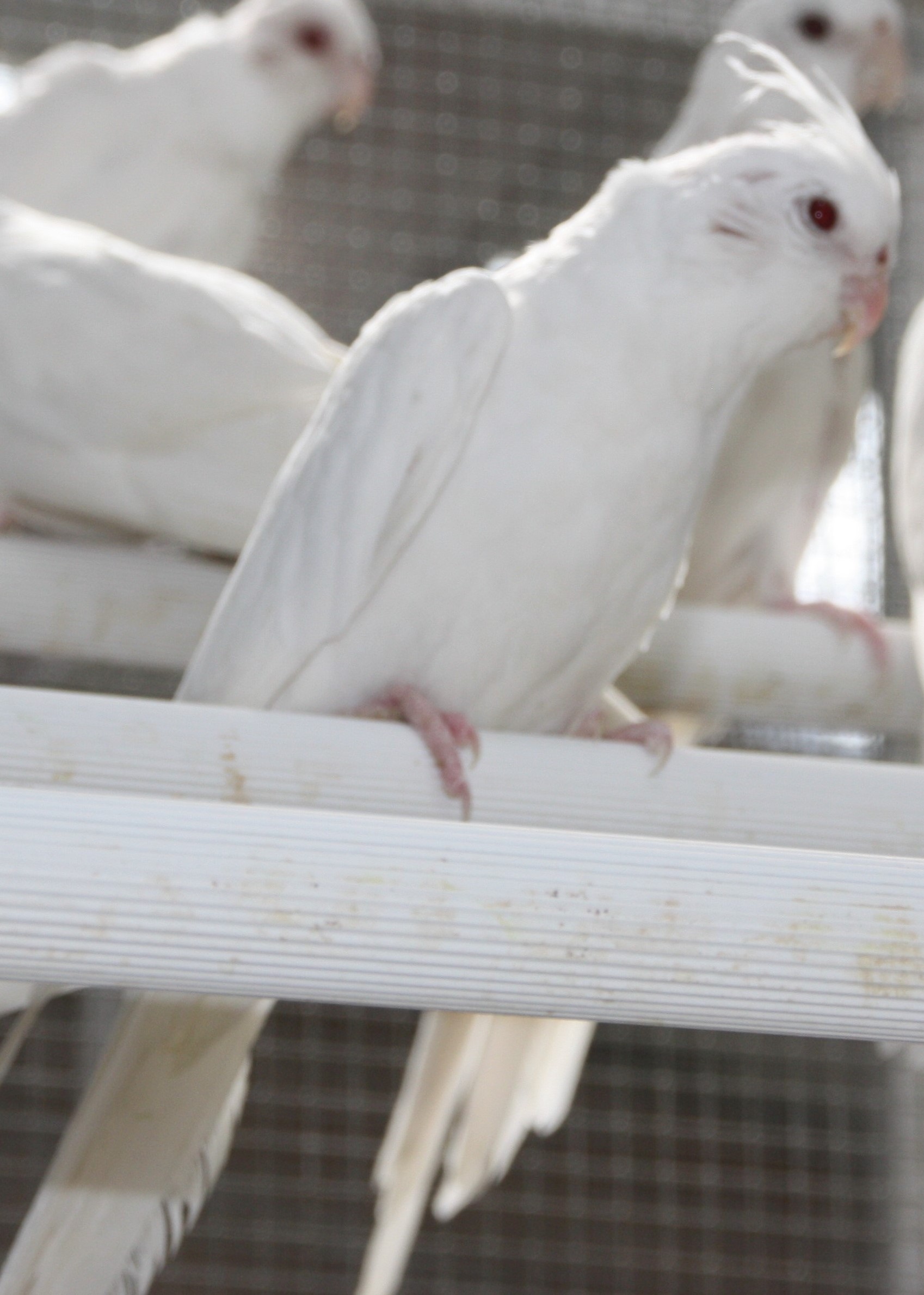 Calopsittes albinos