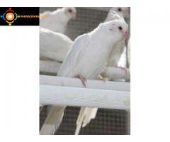 Calopsittes albinos