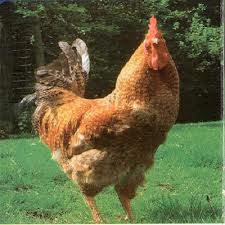 vendre les poulet naturels