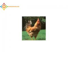 vendre les poulet naturels