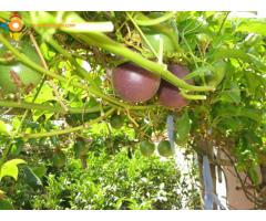 Plants de fruits de la passion (grenadille ) bio :Larache