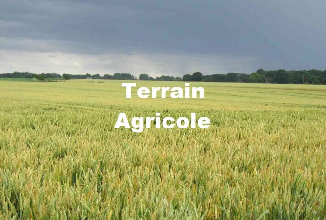 Terrain agricole a vendre