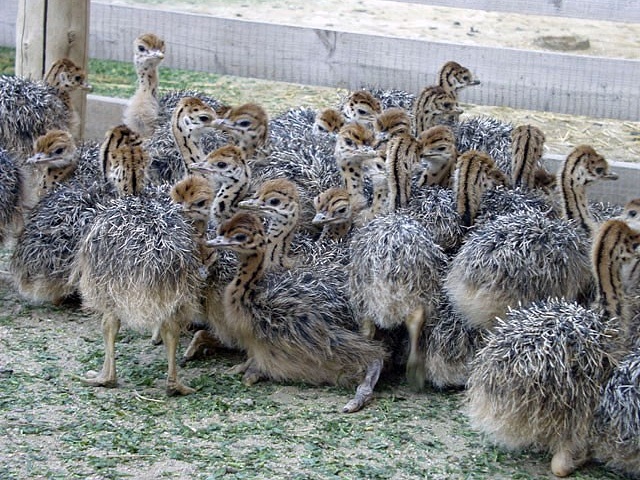 Poussins d'autruche sains et oeufs à vendre