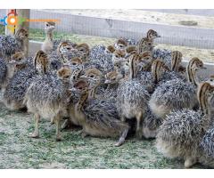 Poussins d'autruche sains et oeufs à vendre