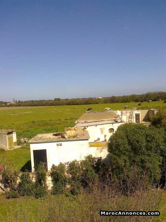 FERME DE 5 H 45A RÉGION MANSOURIA