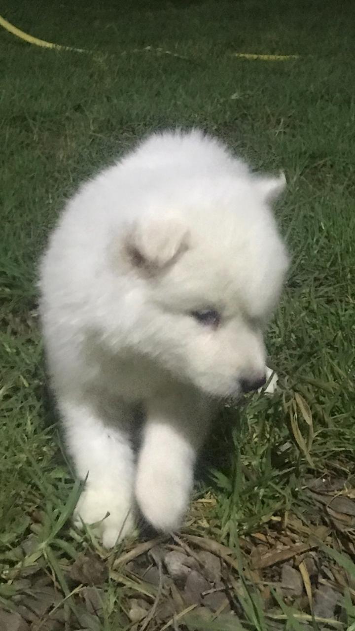 husky chiot blanc pure