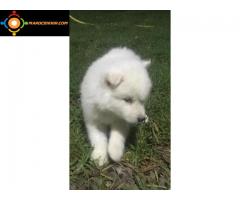 husky chiot blanc pure