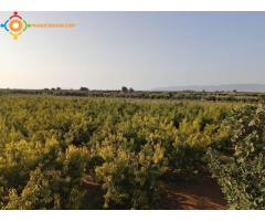 Ferme équipée a vendre a 10 min de meknes