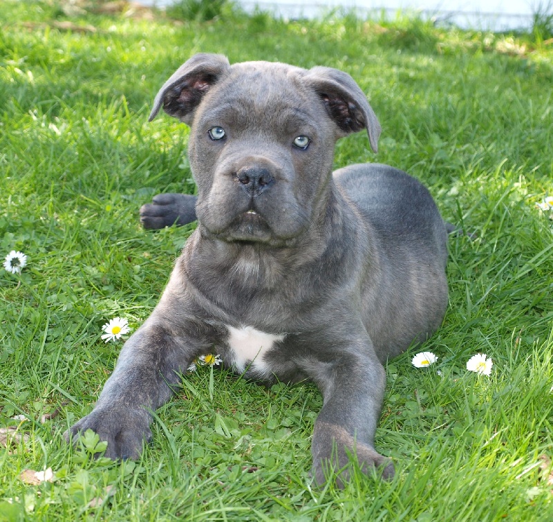 CANE CORSO