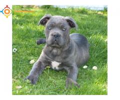 CANE CORSO