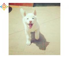 Husky blanc yeux bleus de race pure