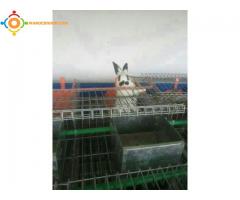 vente materiel d'elevage des lapins en promotion