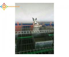 vente materiel d'élevage des lapins en promotion