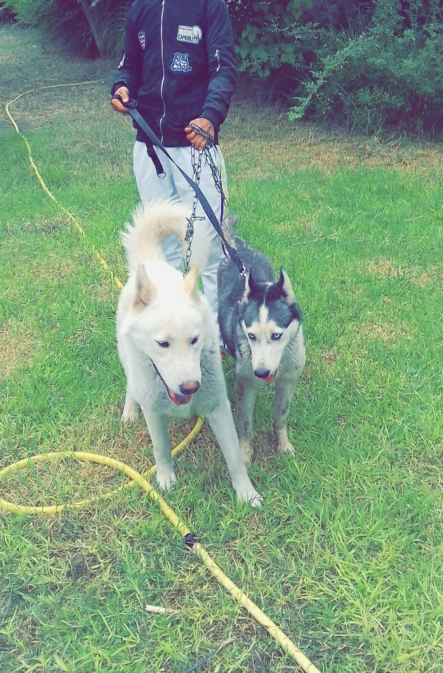 Chiot husky pur race