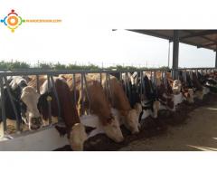 vente des genisses