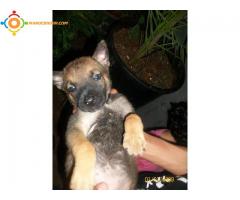 chienne malinois 1mois