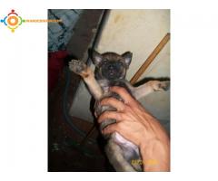 chienne malinois 1mois