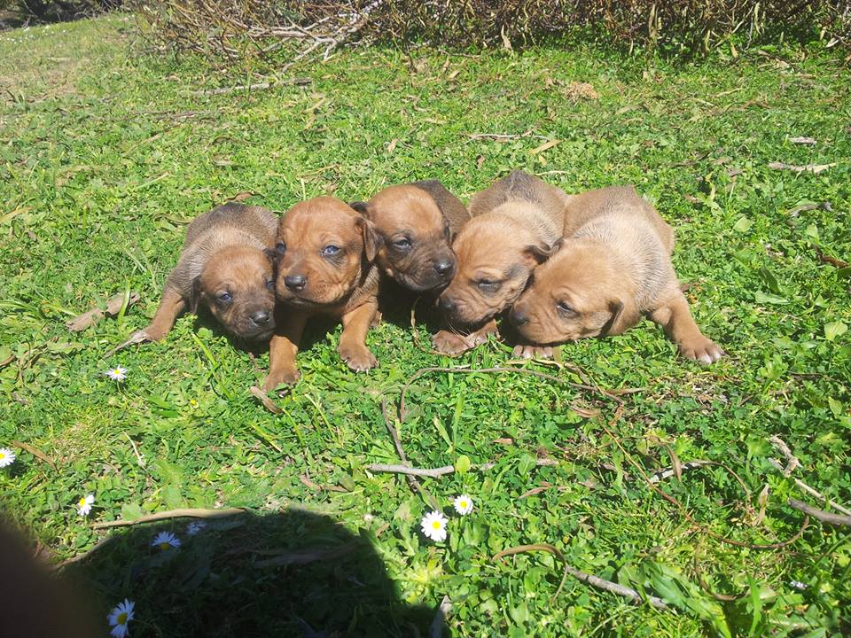 Rhodesian Ridgeback