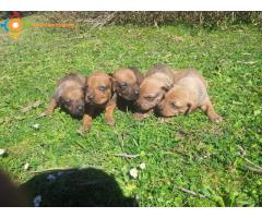 Rhodesian Ridgeback