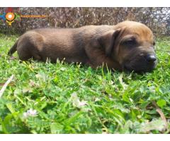 Rhodesian Ridgeback