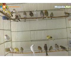 CANARI