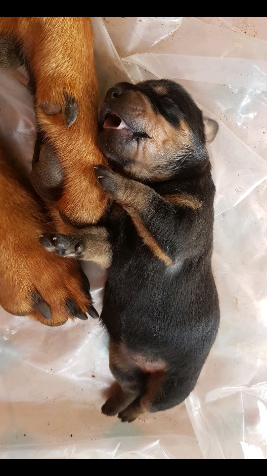 Chiot rottweiller pure race a vendre