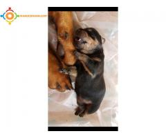 Chiot rottweiller pure race a vendre