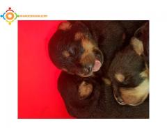 Chiot rottweiller pure race a vendre