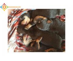 Chiot rottweiller pure race a vendre