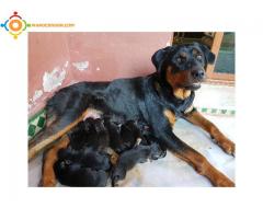 Chiot rottweiller pure race a vendre