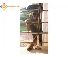 Chiot rottweiller pure race a vendre