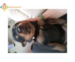 Chiot rottweiller pure race a vendre