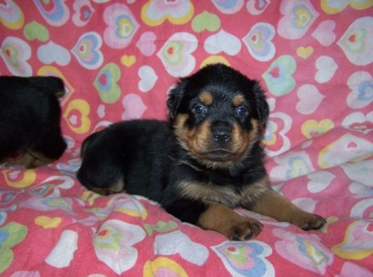 Chiot rottweiller pure race a vendre